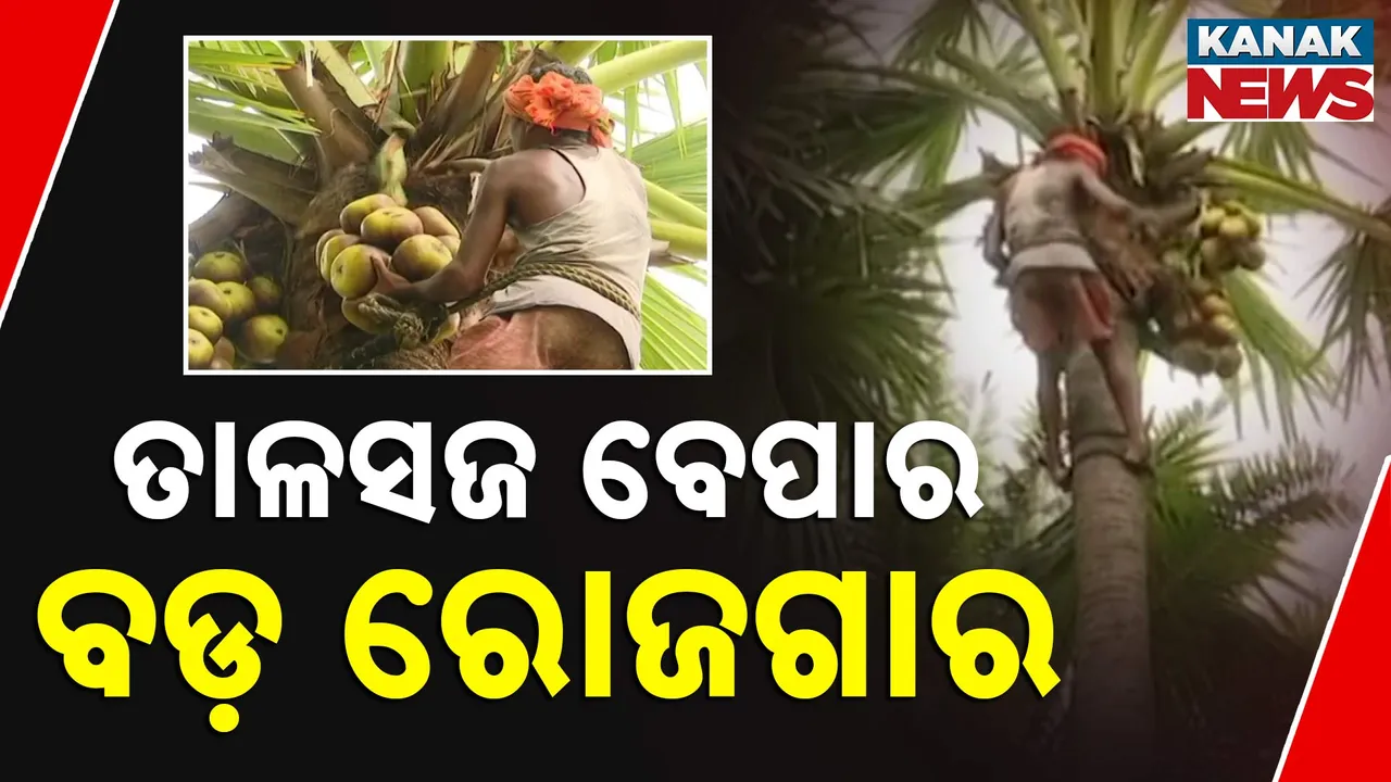  ଖରାଦିନେ ବଢୁଛି ତାଳସଜର ଆଦର, ଆଦିବାସୀଙ୍କୁ ଦେଉଛି ରୋଜଗାର । ଦାଦନ ରୋକିଛି, ପରିବାର ଚଳାଉଛି