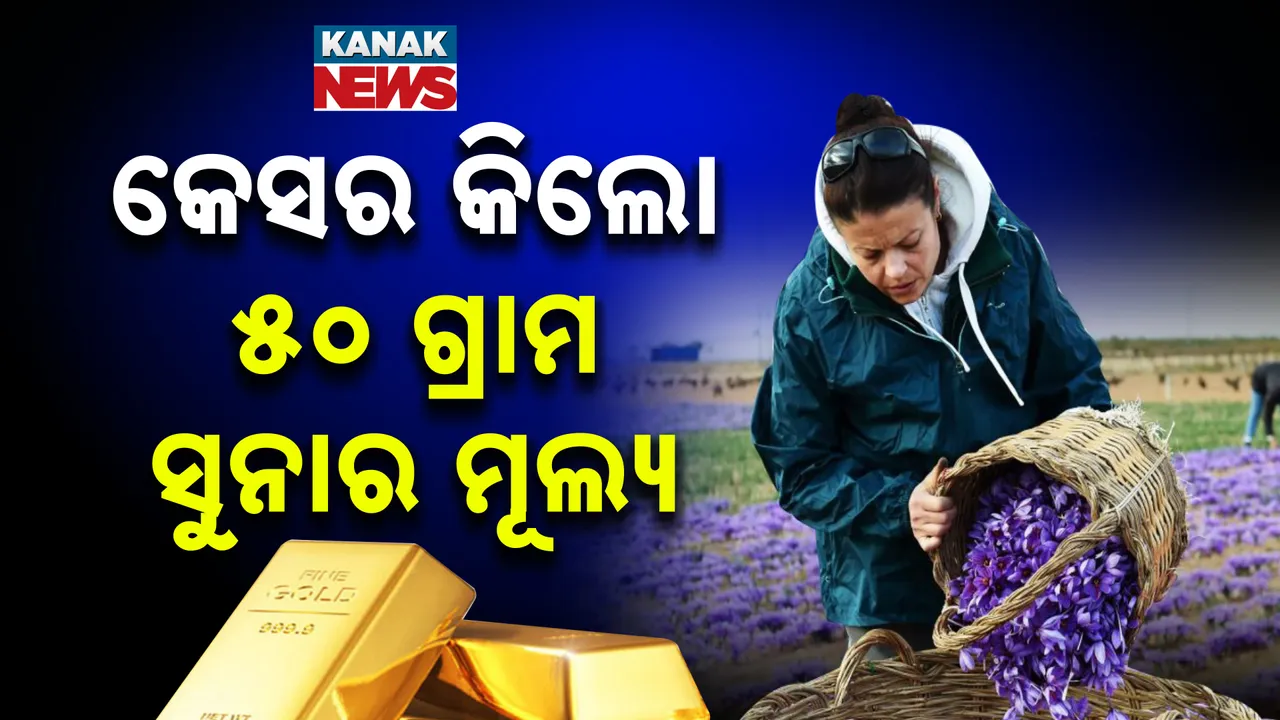  ପହଲଗାମ ଆକ୍ରମଣ ପରେ ଅକାଶ ଛୁଆଁ କେସର ମୂଲ୍ୟ । ଜାଣନ୍ତୁ ଏବେ କିଲୋ ପ୍ରତି କେତେ ରହିଛି ଦାମ, ବାର୍ଷିକ କାଶ୍ମୀରରେ କେତେ ହେଉଛି କେସର ଉତ୍ପାଦନ ?