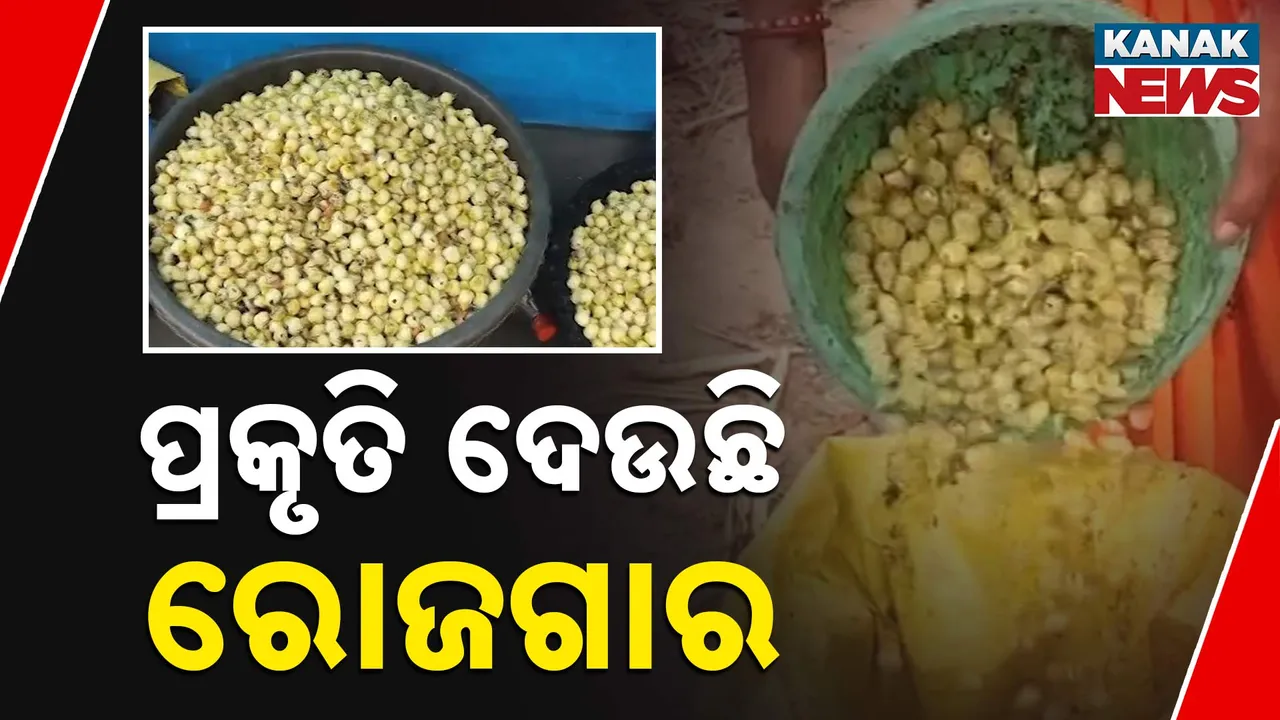  ପ୍ରକୃତି ଦେଉଛି ରୋଜଗାର Photograph: (Kanak News) 
