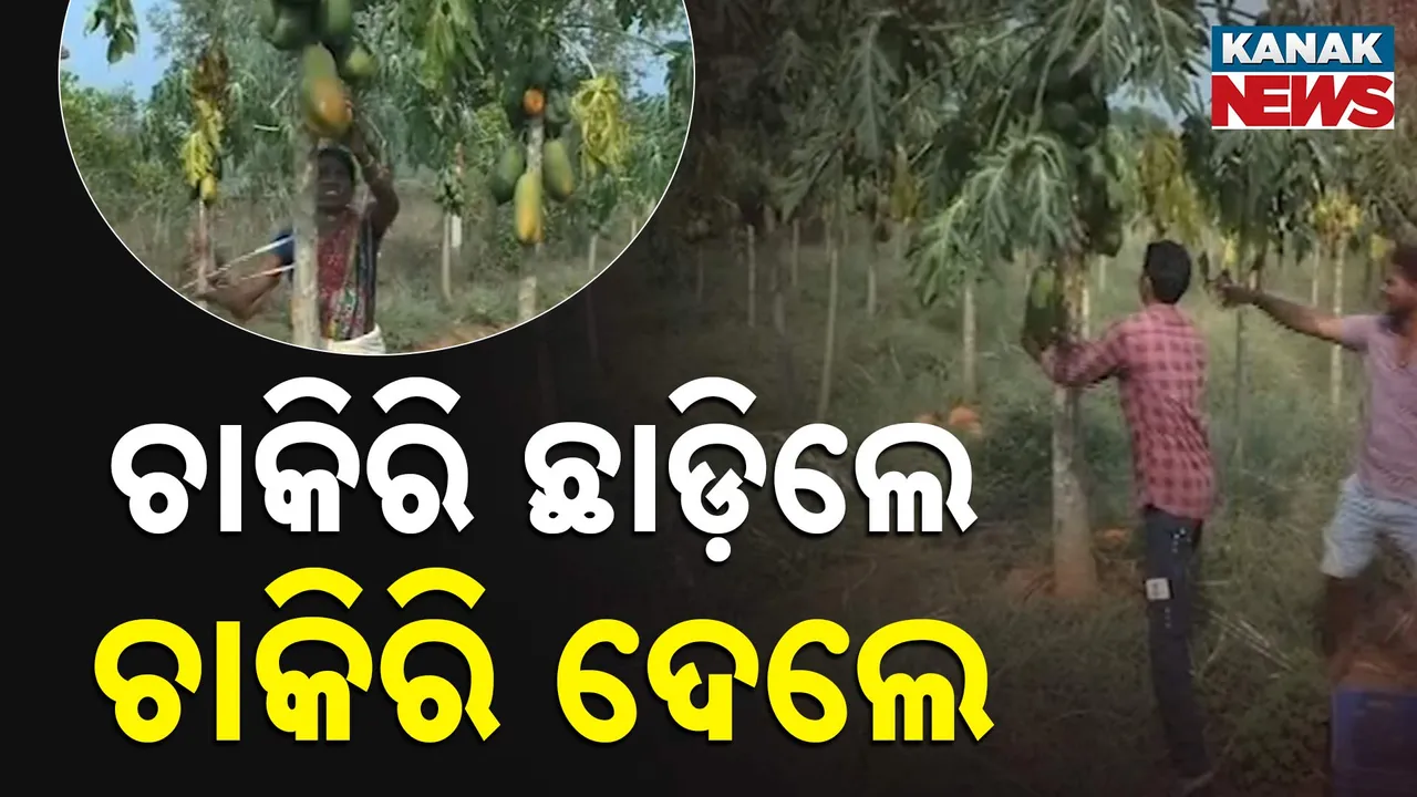  ଆଦିବାସୀ ଅଧ୍ୟୁଷିତ ମୁନିଗୁଡାର ସଫଳ ଚାଷୀ ସତୀଶ ରାଜୁ । ଅମୃତଭଣ୍ଡା ଚାଷରୁ ବର୍ଷକୁ ରୋଜଗାର ୫ ଲକ୍ଷ, ଅନ୍ୟମାନଙ୍କୁ ଦେଇଛନ୍ତି କର୍ମନିଯୁକ୍ତି