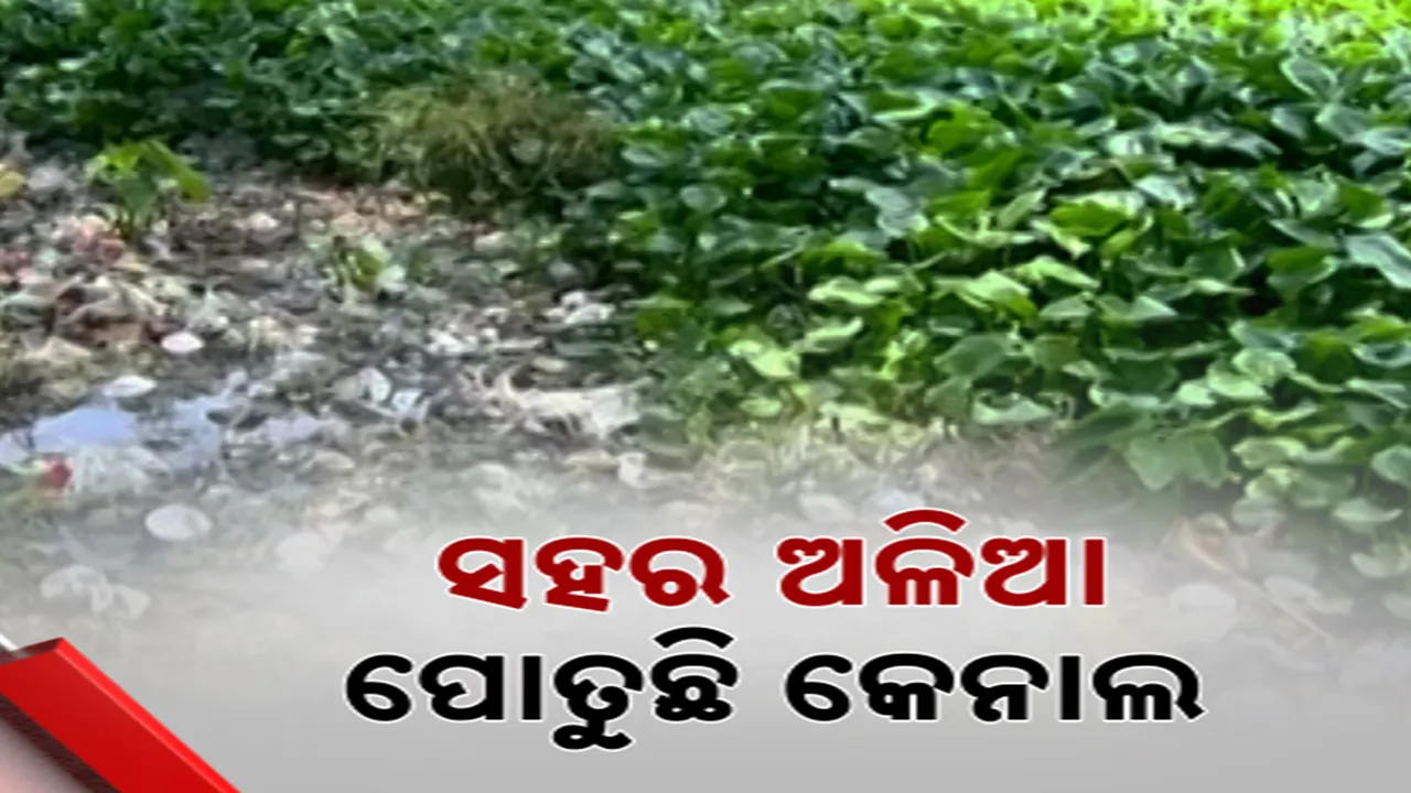  ନାଳ ପାଲଟିଛି ନର୍ଦ୍ଦମା Photograph: (kanaknews) 