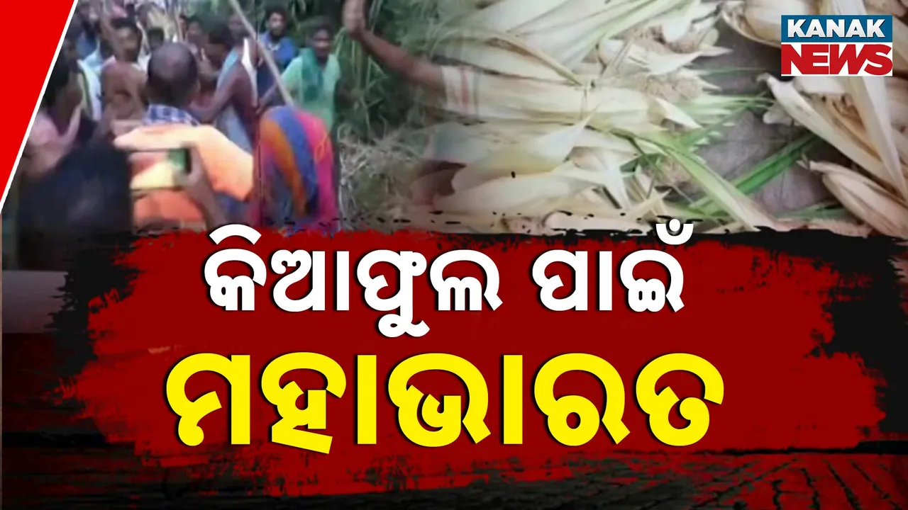  କିଆଫୁଲ ପାଇଁ ଖଣ୍ଡଯୁଦ୍ଧ Photograph: (KanakNews ) 