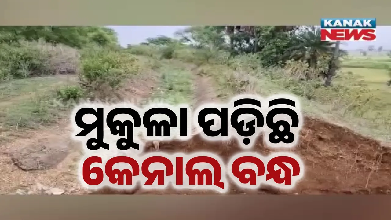  ପଡ଼ିଆ ପଡ଼ିଛି ଏକର ଏକର ଜମି, ଭଙ୍ଗା କେନାଲ ଦେଖି ଚାଷୀ ହତାଶ