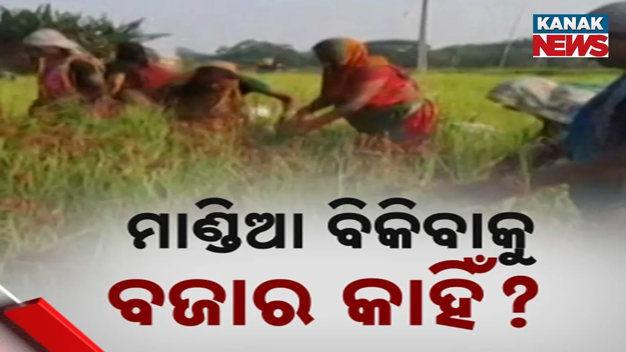  ମାଣ୍ଡିଆ ଚାଷ କରି ନିରାଶ SHG ମହିଳା : ମିଳୁନି ସରକାରୀ ସହାୟତା, ନାହିଁ ବଜାର ସୁବିଧା