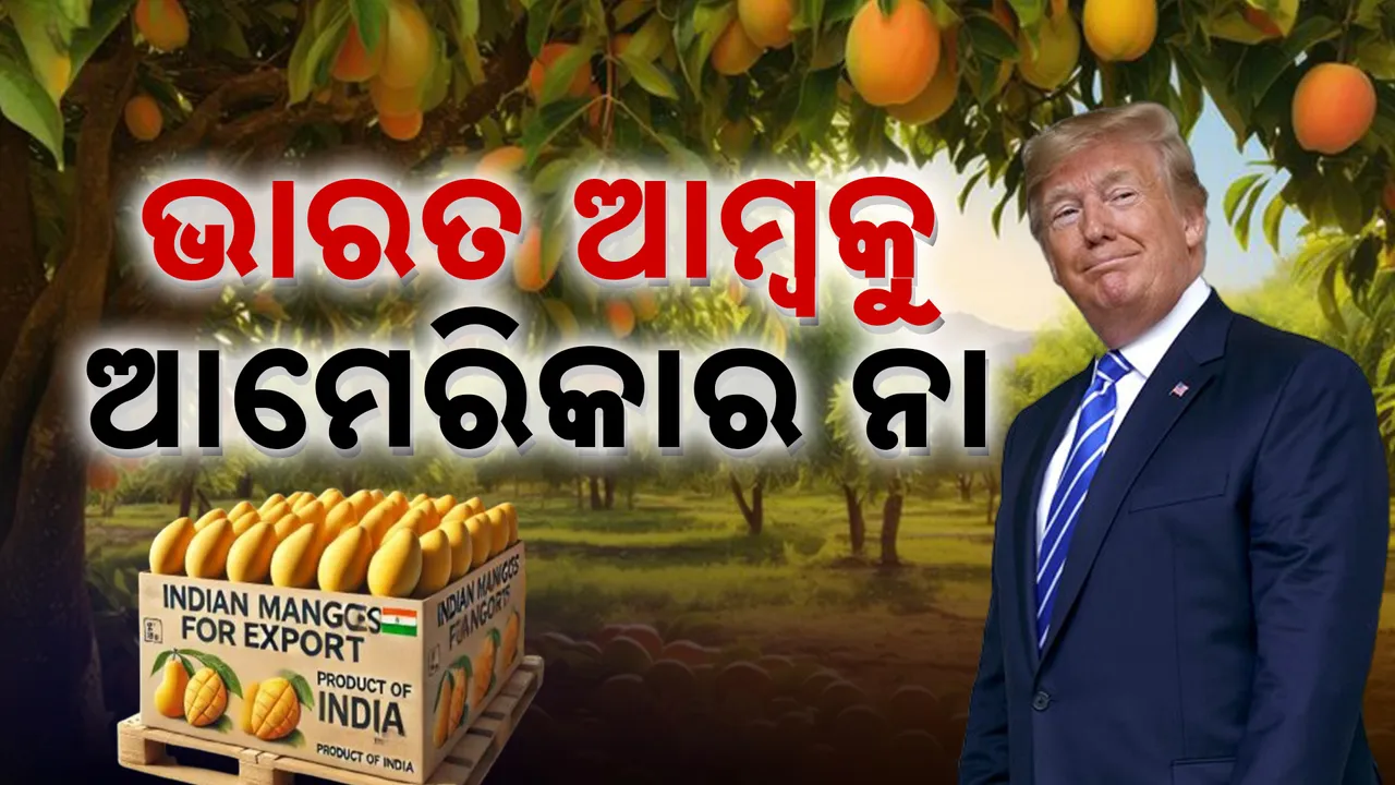  ଭାରତ ଆମ୍ୱକୁ ଫେରାଇଦେଲା ଆମେରିକା, ୪ କୋଟିର କ୍ଷତି ସହିଲେ ଭାରତୀୟ ବ୍ୟବସାୟୀ