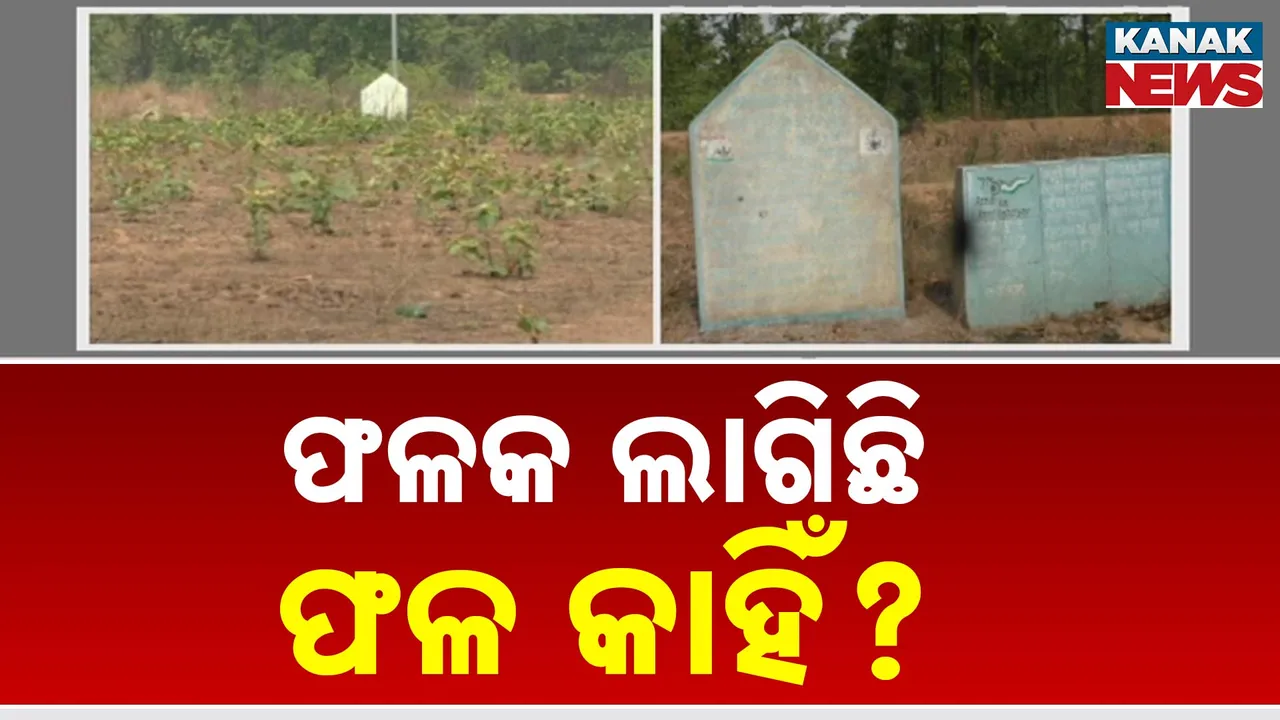  ଝାରସୁଗୁଡ଼ାରେ ବୃକ୍ଷରୋପଣ ନାମରେ ଲକ୍ଷ ଲକ୍ଷ ଟଙ୍କା ଦୁର୍ନୀତି ଅଭିଯୋଗ, ଦାୟିତ୍ୱରେ ଥିବା ସରପଞ୍ଚ କହିଲେ ପୋଡ଼ିଯାଇଛି ସବୁ ଗଛ