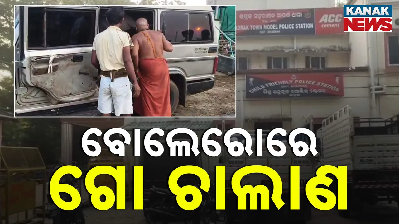  Cow Smuggling  Photograph: (Kanak News) 