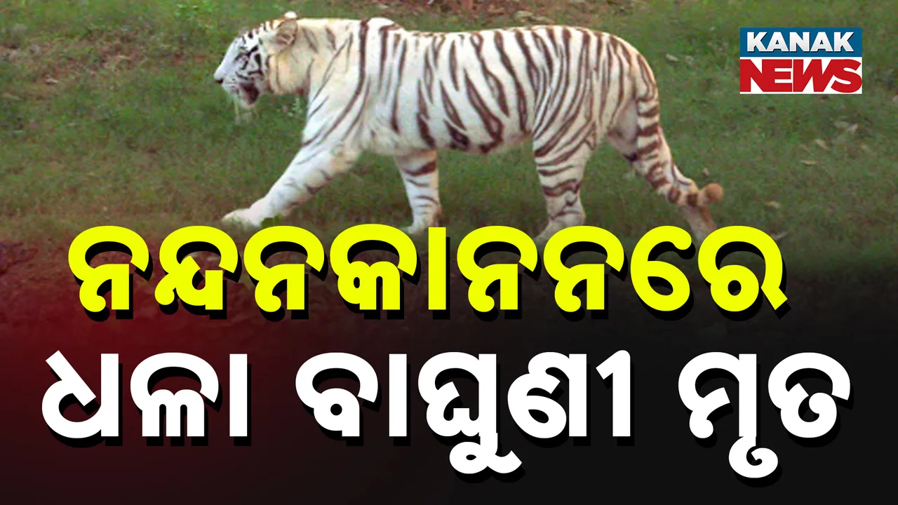  Photograph: (kanak news) 