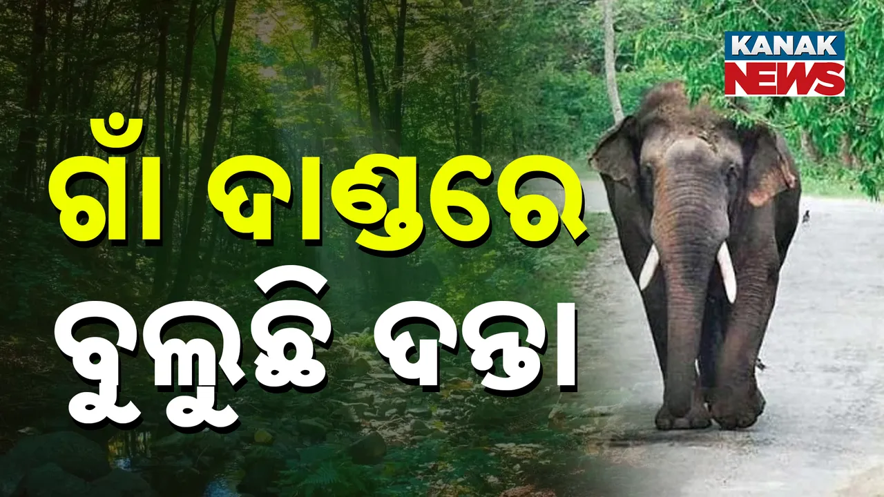  ଗାଁ ଦାଣ୍ଡରେ ବୁଲୁଛି ଦନ୍ତା Photograph: (kanaknews) 
