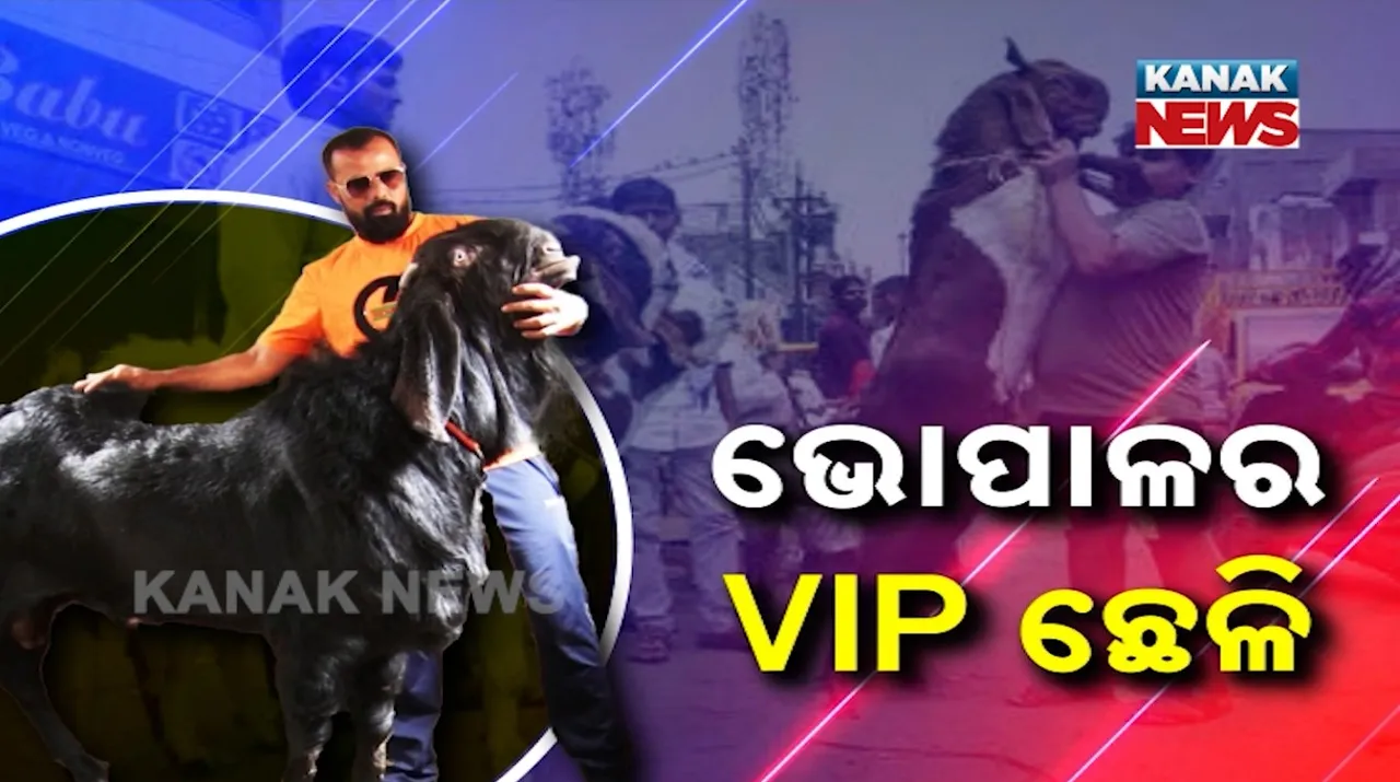  vip Goat Photograph: (Kanak News) 