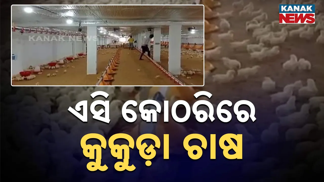  ଏସି କୋଠରିରେ କୁକୁଡ଼ା ଚାଷ Photograph: (KanakNews) 