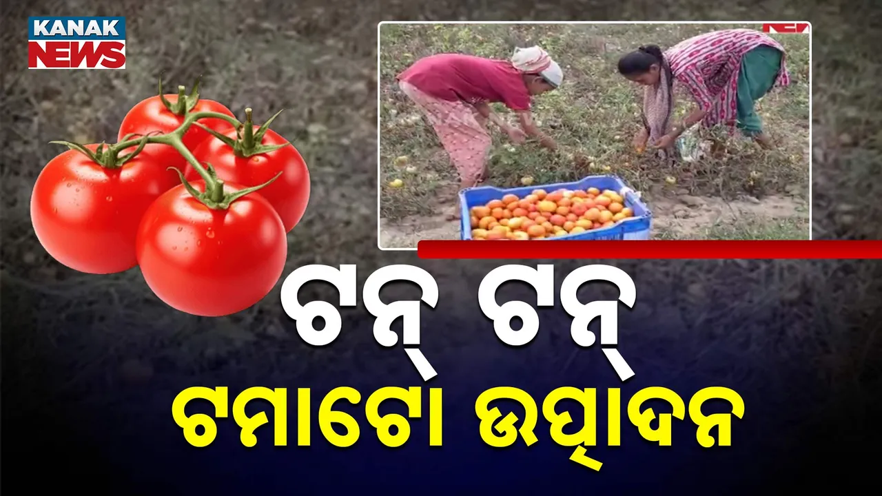  ଟନ୍‌ ଟନ୍ ଟମାଟୋ ଉତ୍ପାଦନ Photograph: (kanaknews) 