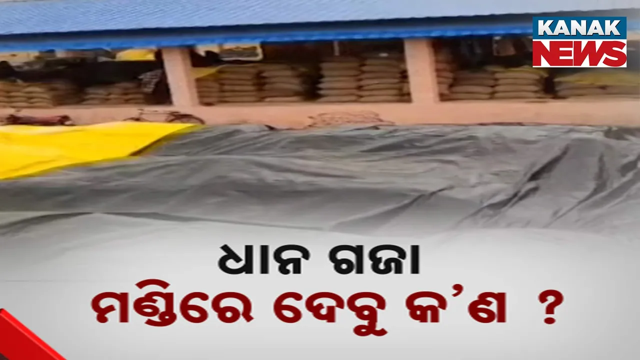   crop damage , kalahandi Photograph: (KanakNews) 