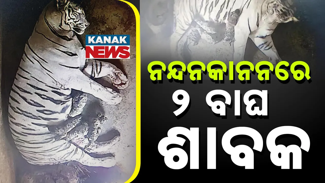  ନନ୍ଦନକାନନକୁ ଆସିଲେ ୨ ନୂଆ ଅତିଥି, ବାଘୁଣୀ ମୌସୁମୀ ଜନ୍ମଦେଲା ୨ ଶାବକ