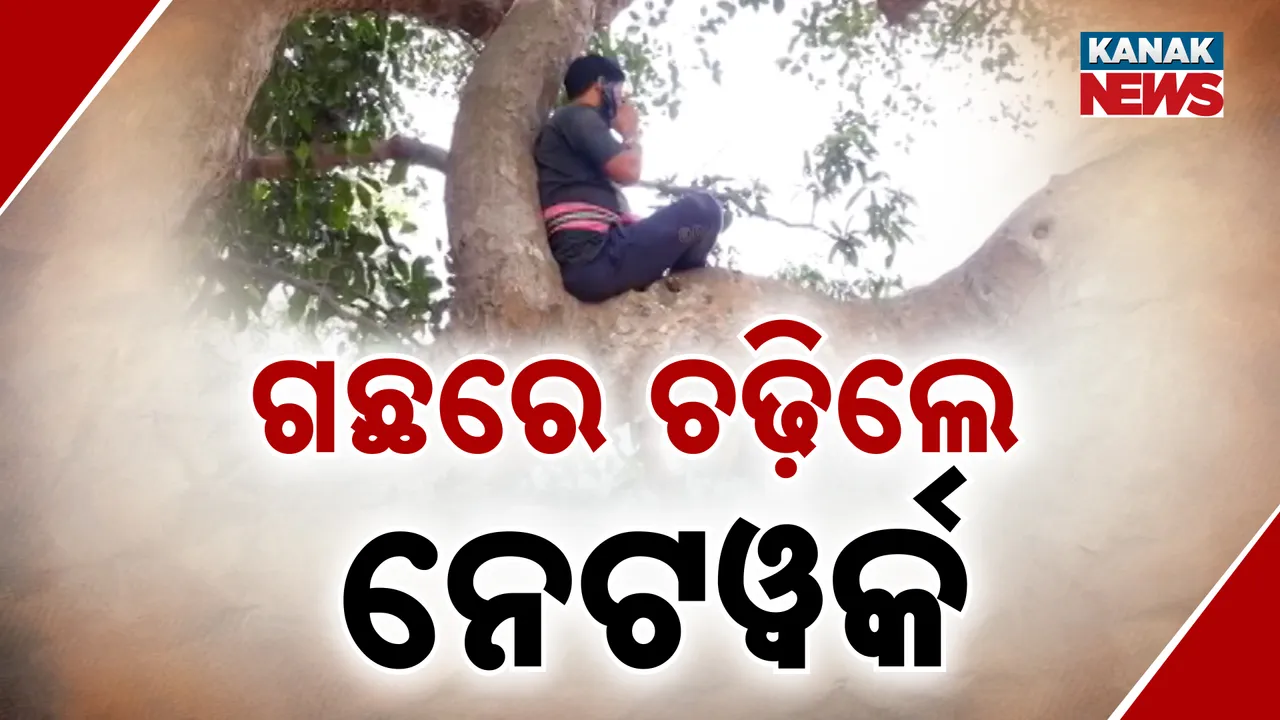  ଗଛରେ ଚଢ଼ିଲେ ନେଟୱର୍କ Photograph: (KanakNews) 