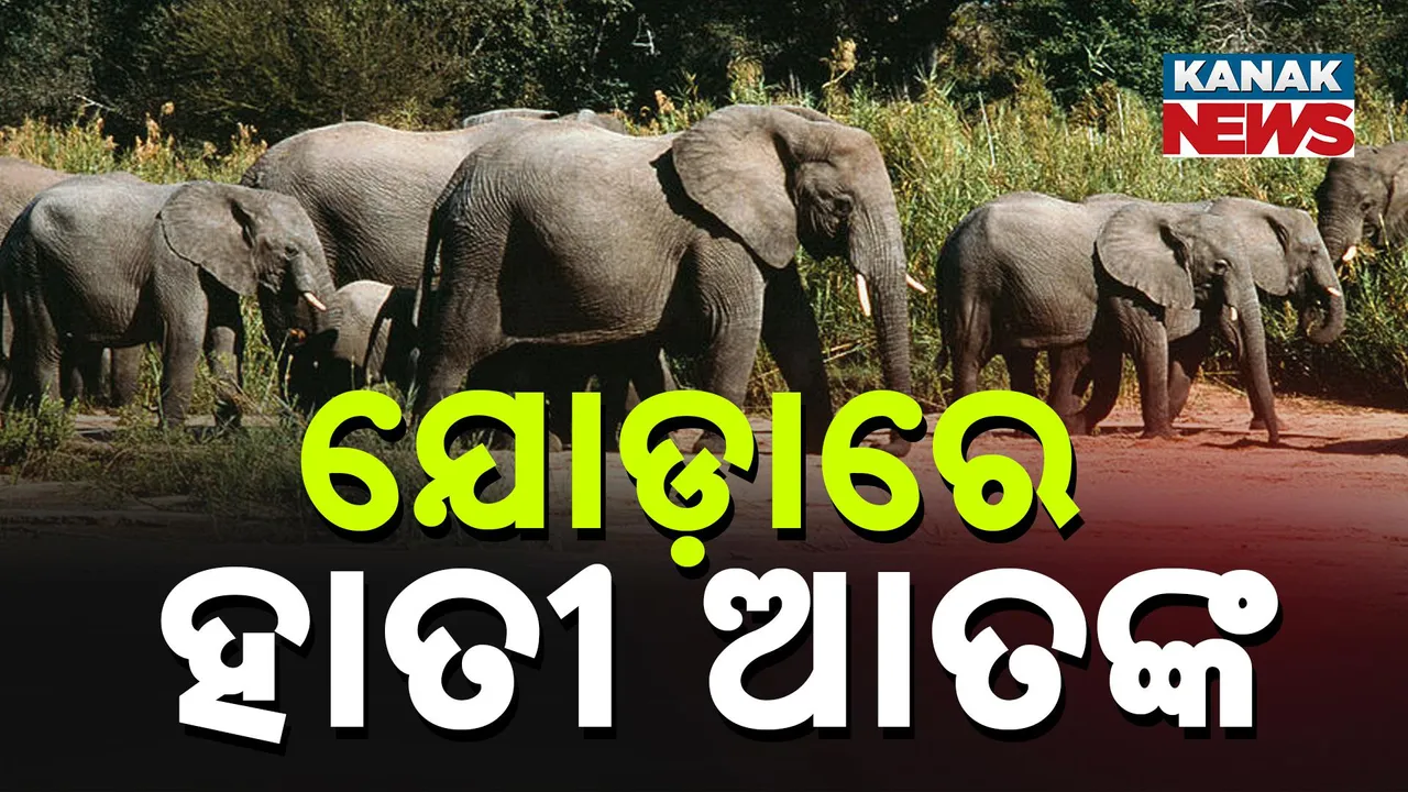  ଯୋଡ଼ାରେ ହାତୀ ଆତଙ୍କ Photograph: (KanakNews) 