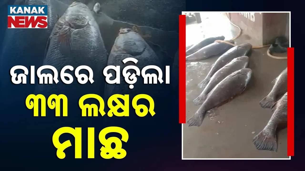  ଦୀଘା ମୁହାଣରେ  ଜାଲରେ ପଡିଲା ୨୯ ଟି ମୂଲ୍ୟବାନ ତେଲିଆ ଭୋଲା ମାଛ, ୩୩ ଲକ୍ଷ ଟଙ୍କାରେ ହେଲା ବିକ୍ରି