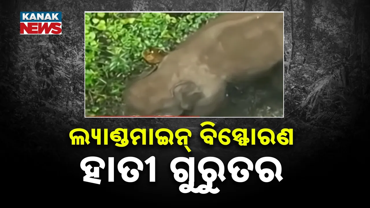  ଆଇଡି ବିସ୍ଫୋରଣରେ ହାତୀ ଗୁରୁତର, ଯନ୍ତ୍ରଣାରେ ଛଟପଟ ହେଉଛି ୬ ବର୍ଷର ହାତୀ