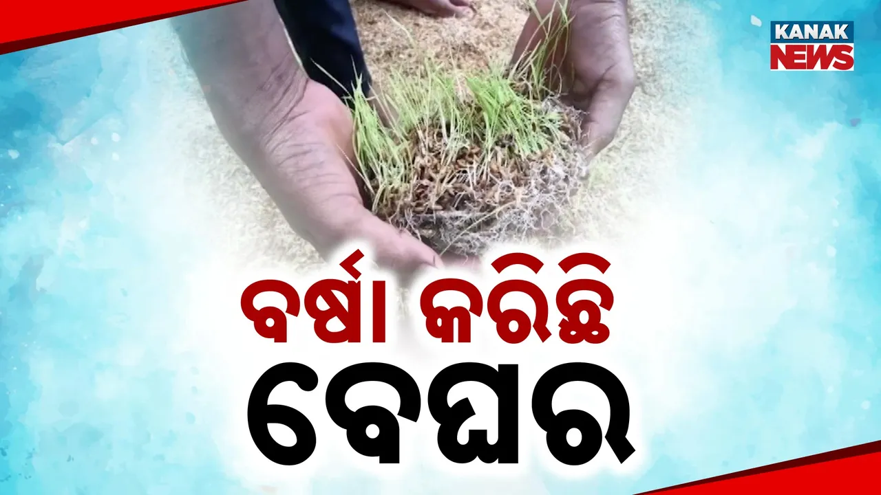  କାଳ ସାଜିଲା ଲଗାଣ ବର୍ଷା; ବିଲରେ ଗଜା ହୋଇଗଲା ଧାନ
