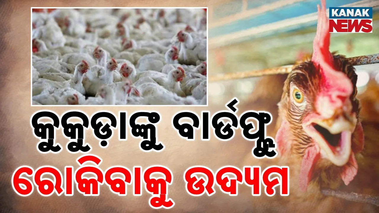  ପୁରୀ ଡେଲାଙ୍ଗରେ ବାର୍ଡ ଫ୍ଲୁ ପରେ ବଢ଼ିଲା ଭୟ ; ଆରମ୍ଭ ହେଲା କୁକୁଡ଼ାମରା ଅଭିଯାନ