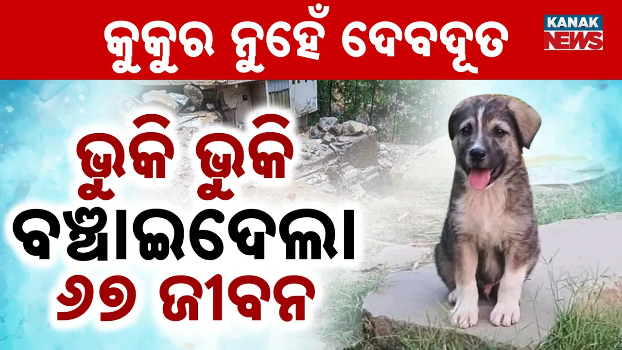  Brave Puppy Photograph: (KanakNews) 