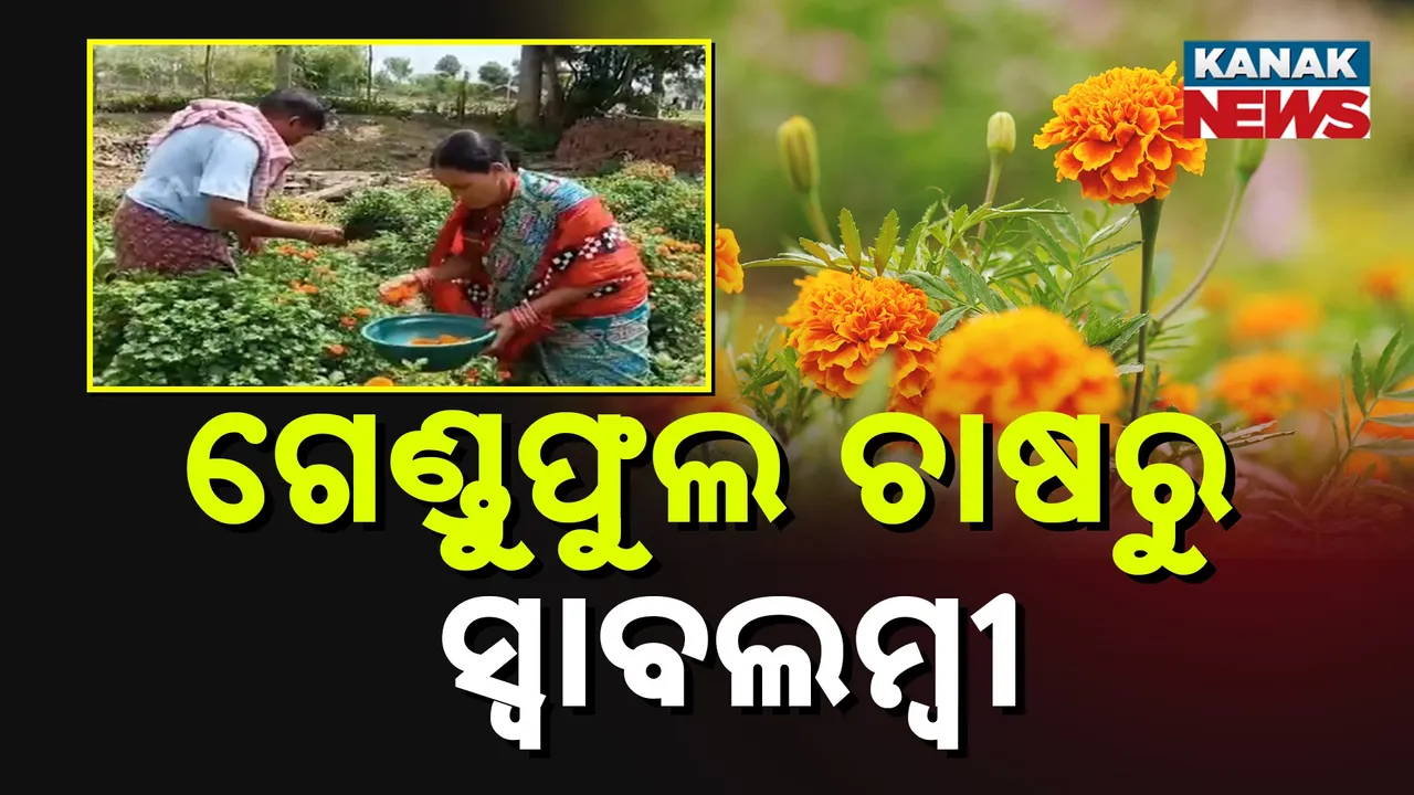  ଗେଣ୍ଡୁଫୁଲ ଚାଷ କରି କଳାହାଣ୍ଡି ଗୋଲାମୁଣ୍ଡାର ଚାଷୀ ହେଉଛନ୍ତି ଲାଭବାନ, ବର୍ଷ ସାରା ଫୁଟୁଛି ଗେଣ୍ଡୁଫୁଲ