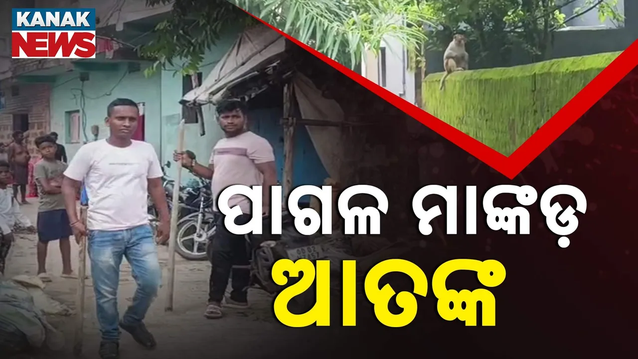  ବାଙ୍କୀ ଏନଏସି ୧୧ ନମ୍ବର ୱାର୍ଡରେ ପାଗଳ ମାଙ୍କଡ଼ ଆତଙ୍କ, ଗୋଟିଏ ସପ୍ତାହରେ ୭ ଜଣଙ୍କୁ କାମୁଡ଼ି କଲାଣି ଲହୁଲୁହାଣ