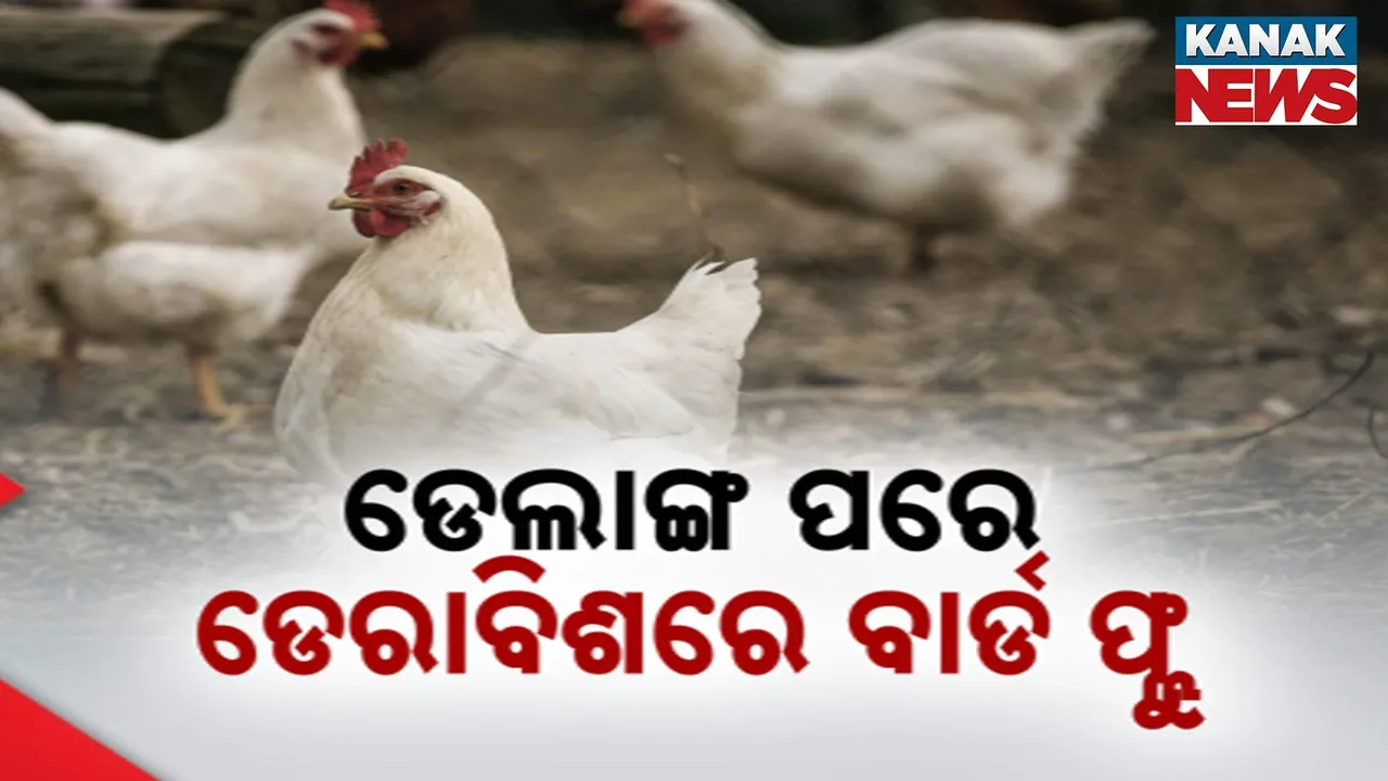  ପୁରୀ ଡେଲାଙ୍ଗ ପରେ କେନ୍ଦ୍ରାପଡ଼ା ଡେରାବିଶରେ ବାର୍ଡଫ୍ଲୁ, ଜଣେ ଚାଷୀଙ୍କ ଫାର୍ମରେ ୮ ଶହ କୁକୁଡା ମୃତ୍ୟୁ ପରେ ଆତଙ୍କ