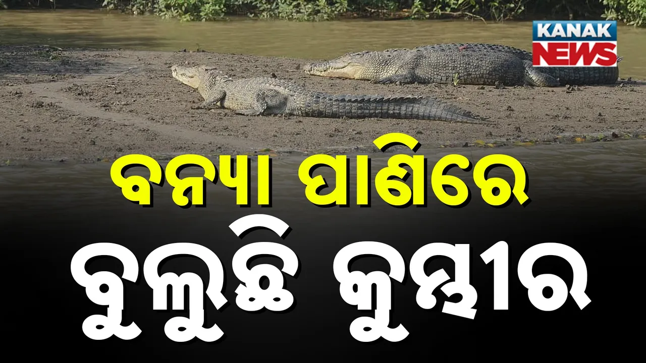  ବନ୍ୟା ପାଣିରେ ବୁଲୁଛି କୁମ୍ଭୀର : ଘରୁ ବାହାରିବାକୁ ଲାଗୁଛି ଡର