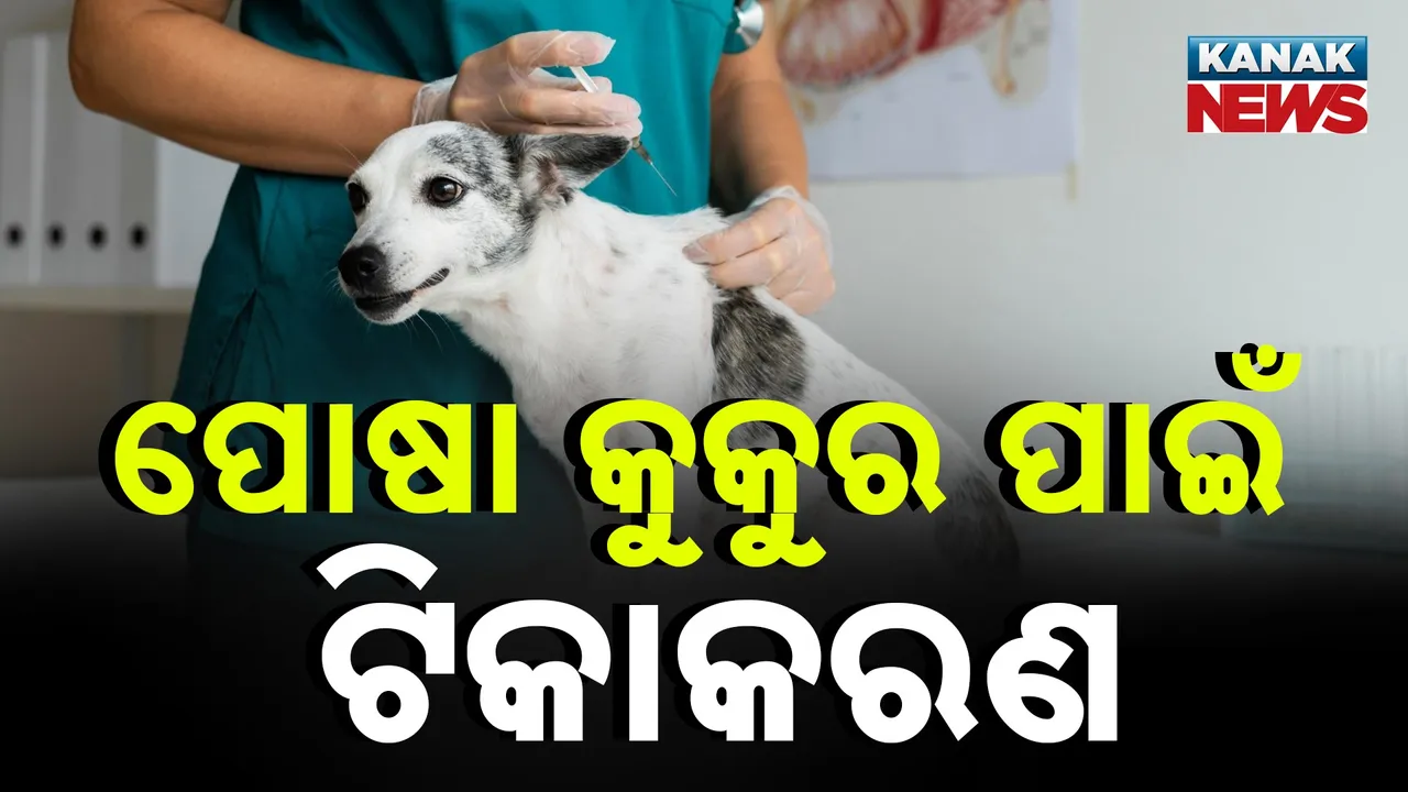  କୁକୁର କାମୁଡ଼ାକୁ ଅଣଦେଖା ନେଇପାରେ ଜୀବନ, ଘନିଷ୍ଠତା ବଢ଼ାଉଥିଲେ ହୁସିଆର