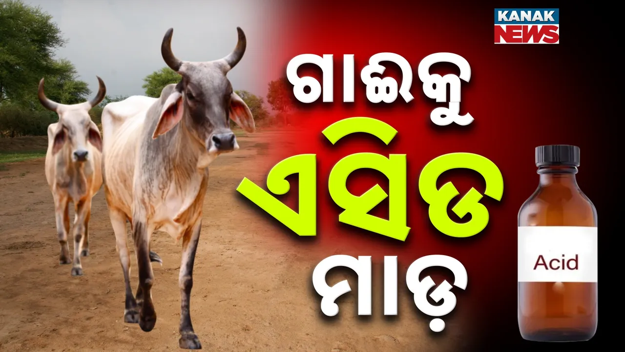  ମରିଗଲା ମାନବିକତା, ଗାଈ ଉପରକୁ ଏସିଡ ମାଡ଼