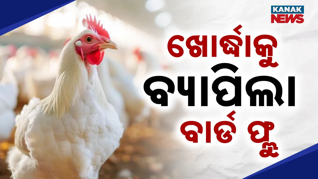  ଖୋର୍ଦ୍ଧାକୁ ବ୍ୟାପିଲା ବାର୍ଡ ଫ୍ଲୁ, କୁକୁଡ଼ା ମରା ଅଭିଯାନ ଆରମ୍ଭ