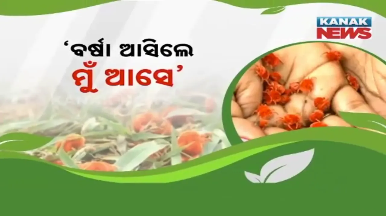  astaranga Photograph: (Kanak News) 