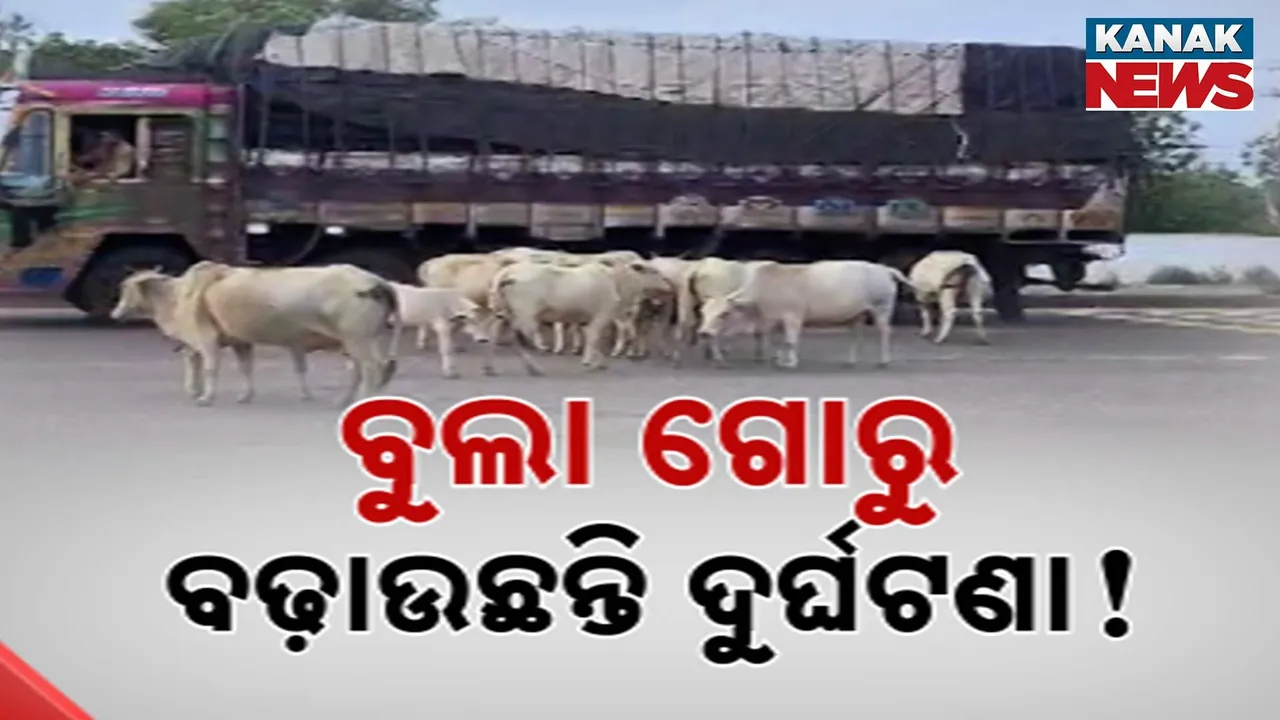  ରାଜରାସ୍ତାରେ ଗୋରୁ ମାଳମାଳ Photograph: (KanakNews) 