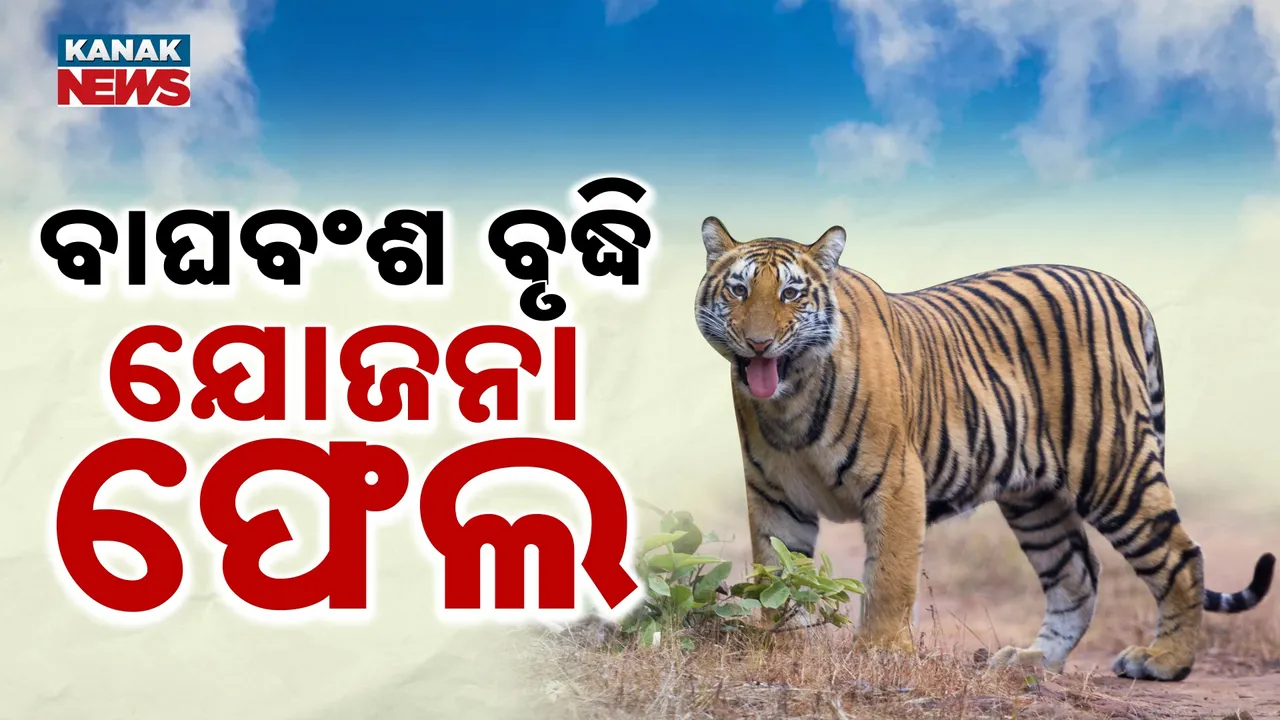  ବିପଦରେ ଜଙ୍ଗଲର ରାଜା, ବିଶ୍ବ ବ୍ୟାଘ୍ର ଦିବସରେ ବାଘ ଚିନ୍ତା