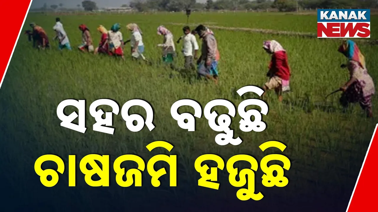  ଚମକାଇଦେଲା କୃଷି ବିଭାଗ ତଥ୍ୟ, ସମ୍ବଲପୁରରେ ଉଭାନ ହେଉଛି ଚାଷଜମି