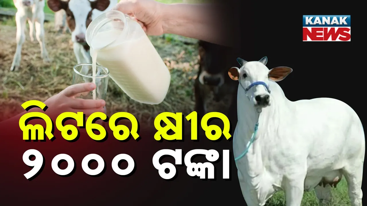  ଗାଈର VIP ଲାଇଫ୍ ; ଲିଟରେ କ୍ଷୀରକୁ ୨୦୦୦ ଟଙ୍କା