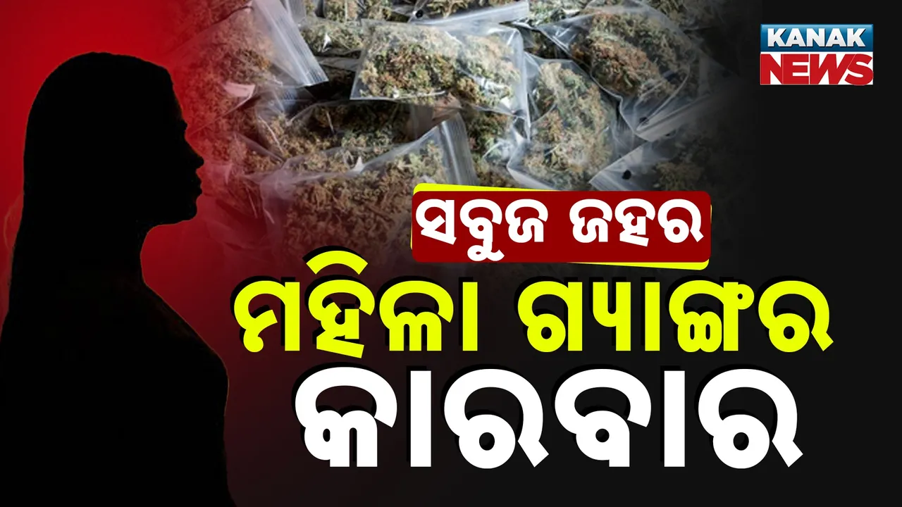  ସବୁଜ ଜହର ପଛରେ ମହିଳା ଗ୍ୟାଙ୍ଗ; କୁଆଡ଼େ ଲମ୍ବିଛି ଚେର?