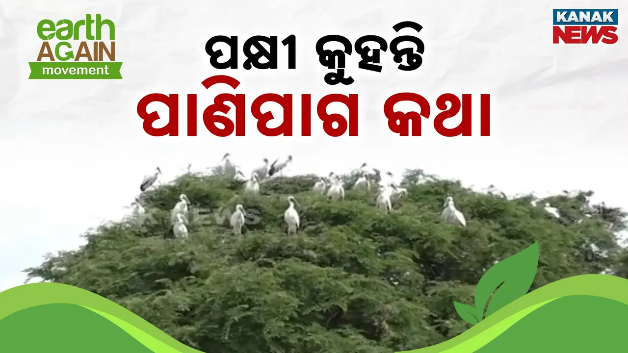  Birds Predicts Weather Photograph: (Kanak News) 