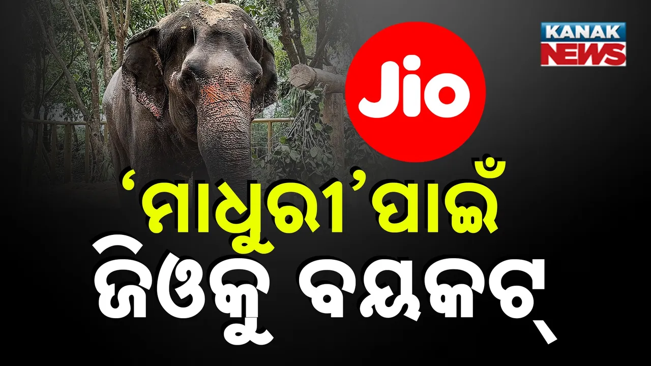  ହାତୀ ପାଇଁ ଅମ୍ବାନୀ ପରିବାର ହଟହଟ୍ଟା; ‘ଜିଓ’କୁ ବୟକଟ୍ କଲା କୋହ୍ଲାପୁର…