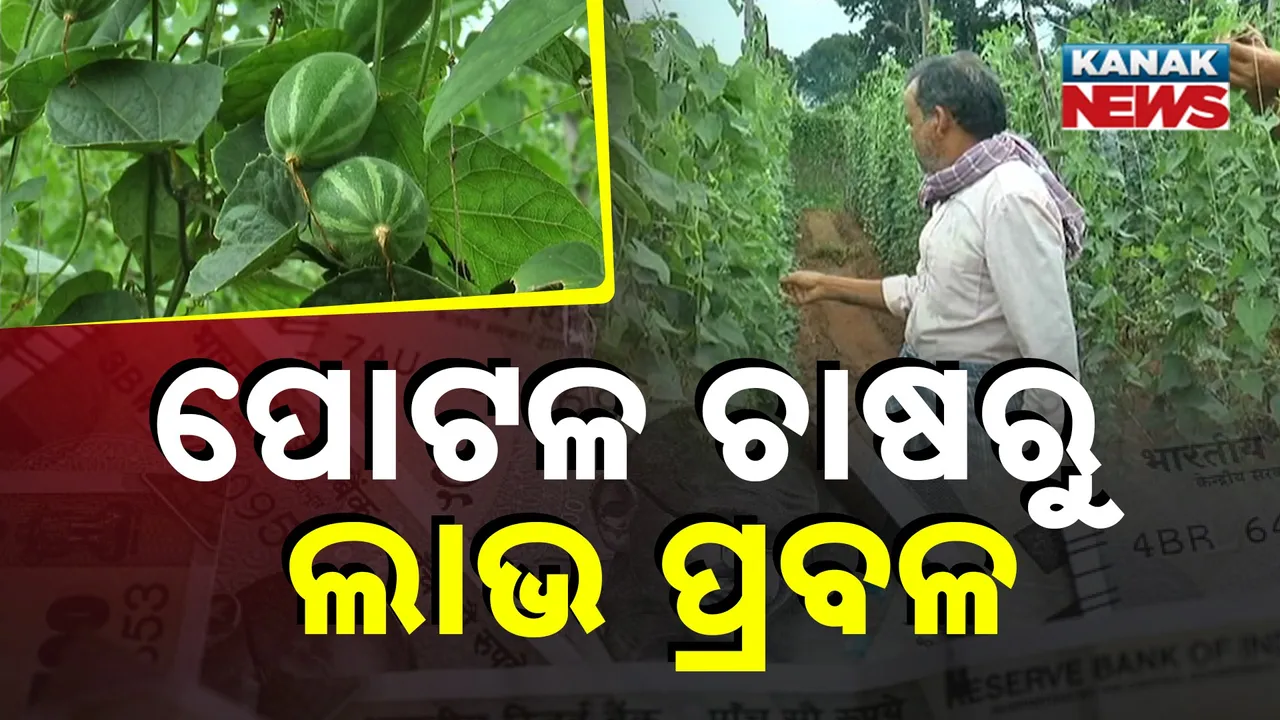  ପୋଟଳ ଚାଷୀଙ୍କ ଗାଁ ସୁରୁଲତା; ୨୭ ଏକର ଜମିରେ ପୋଟଳ ଚାଷ ,୫ ବର୍ଷରେ ଲାଭ ୭୫ ଲକ୍ଷରୁ ଅଧିକ