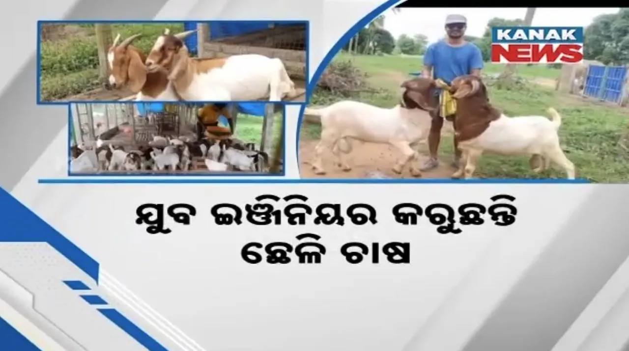  ଯୁବ ଇଞ୍ଜିନିୟର କରୁଛନ୍ତି ଛେଳି ଚାଷ ; ଚର୍ଚ୍ଚାରେ ସୁଧାଂଶୁଙ୍କ ଛେଳି ଫାର୍ମ