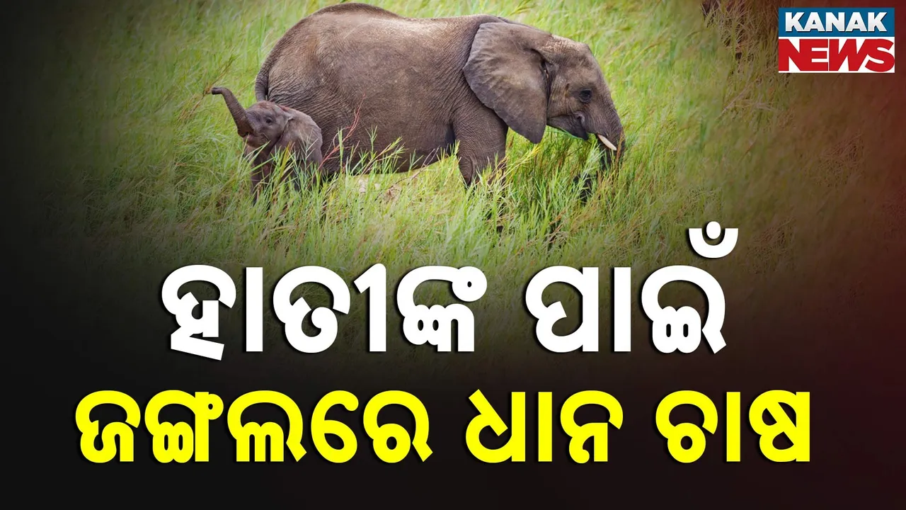  ଡିଏଫଓ ସମ୍ମିଳନୀରେ ମୁଖ୍ୟମନ୍ତ୍ରୀଙ୍କ ଆହ୍ୱାନ,ହାତୀଙ୍କ ଖାଦ୍ୟ ପାଇଁ ଜଙ୍ଗଲ ଭିତରେ ହେବ ଧାନ ଚାଷ