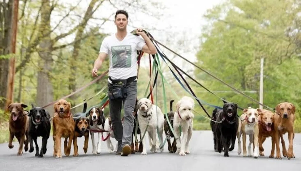  dog walker Photograph: (google) 
