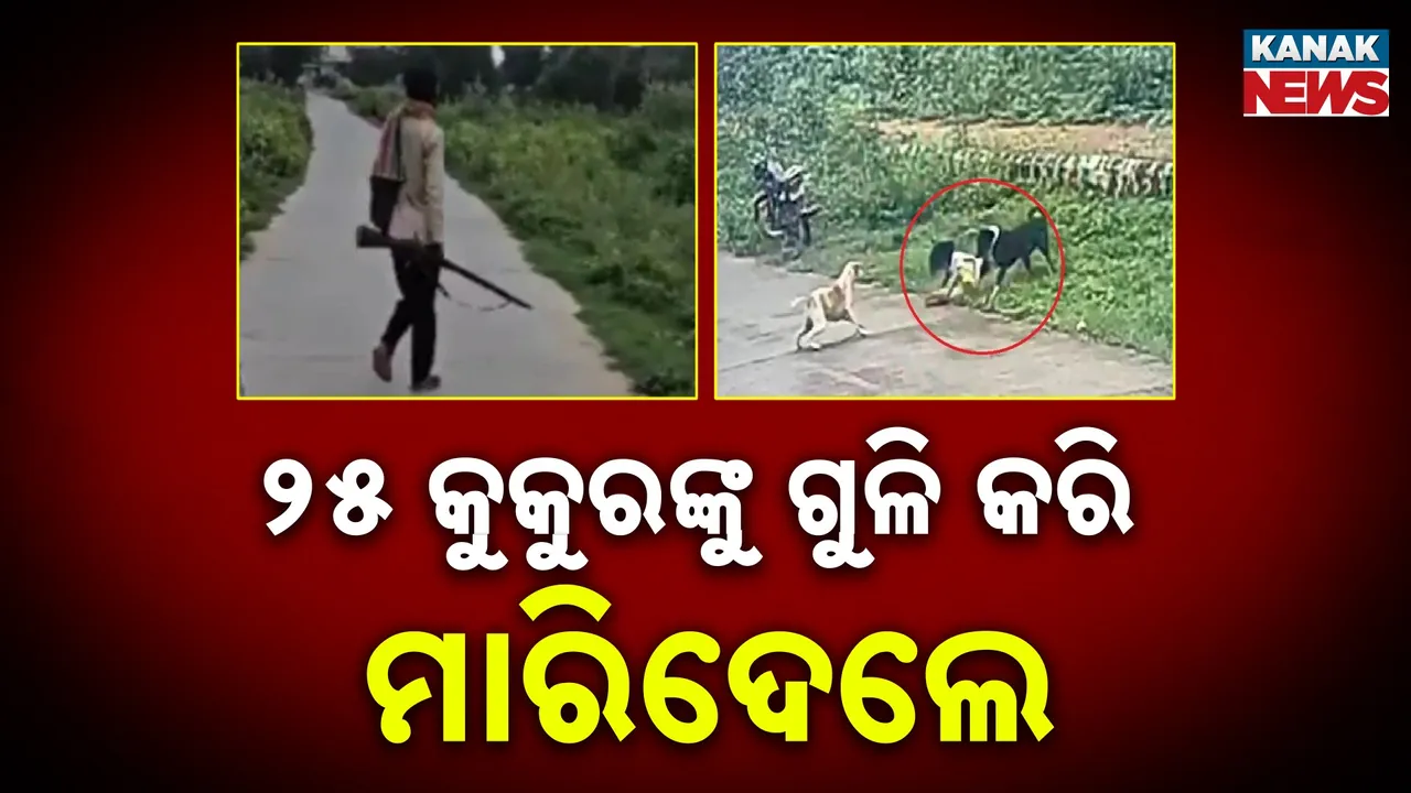  ରାଜସ୍ଥାନରେ କୁକୁରଙ୍କ ଗଣହତ୍ୟା Photograph: (KanakNews) 
