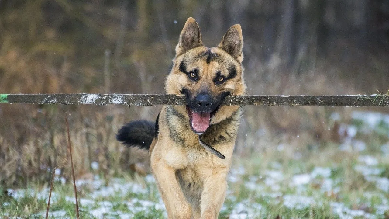  german-shepherd Photograph: (google) 