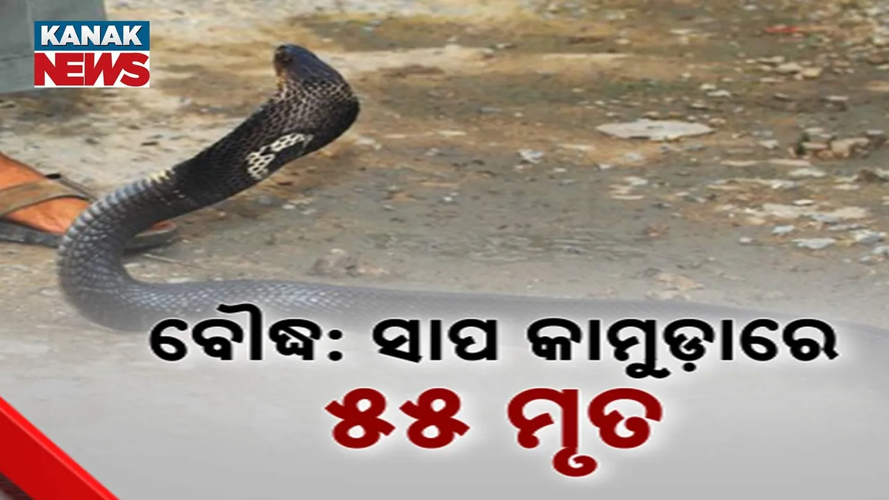  ବର୍ଷା ଦିନେ ବଢ଼ୁଛି ସାପ କାମୁଡ଼ା ରୋଗୀଙ୍କ ସଂଖ୍ୟା ; ପାଞ୍ଚ ବର୍ଷରେ ଗଲାଣି  ୫୫ ଜୀବନ