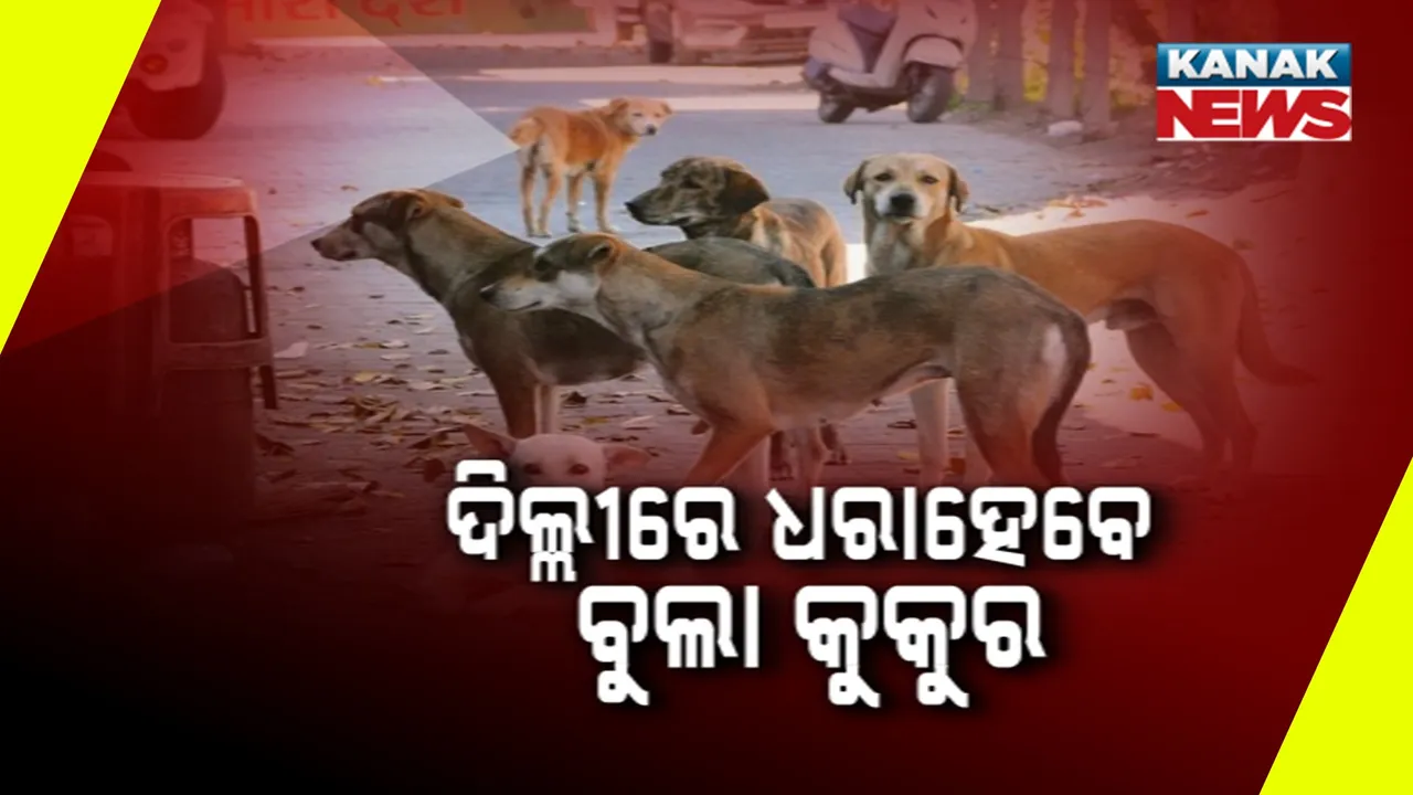  DOG Photograph: (KanakNews) 