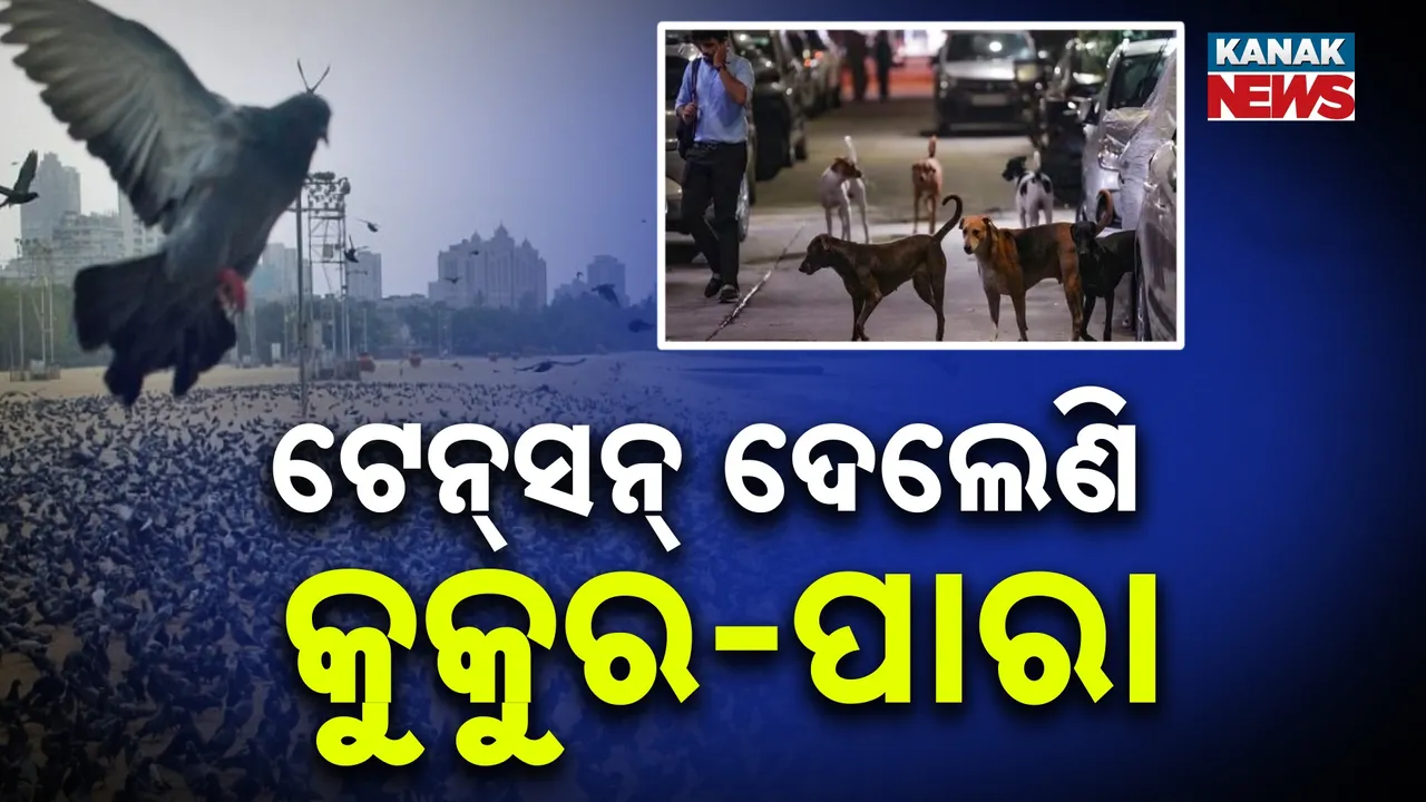  ଟେନ୍‌ସନ୍‌ ଦେଲେଣି କୁକୁର-ପାରା Photograph: (KanakNews) 