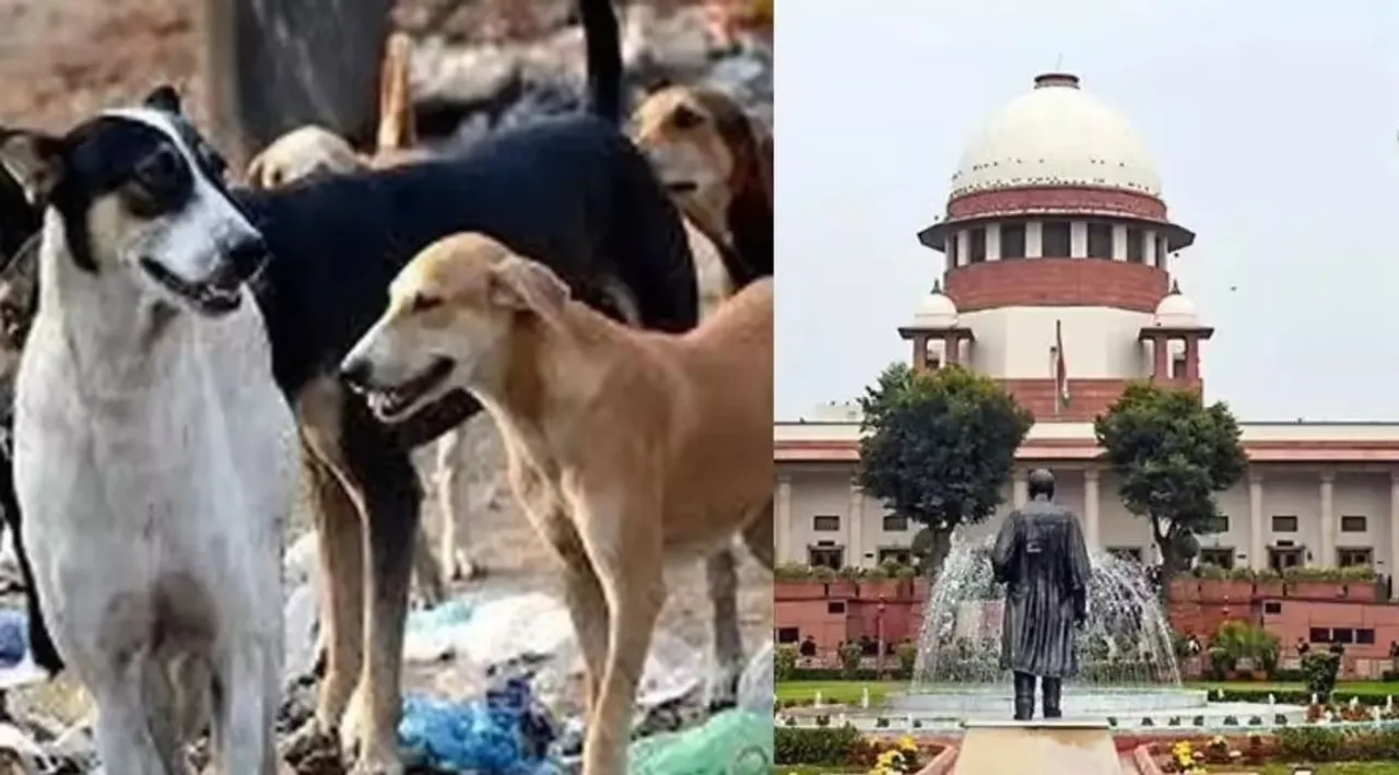  ବୁଲା କୁକୁର ମୁକ୍ତ ହେବ କି ଦିଲ୍ଲୀ NCR?  ଆଜି ହେବ ସୁପ୍ରିମକୋର୍ଟରେ ଶୁଣାଣି